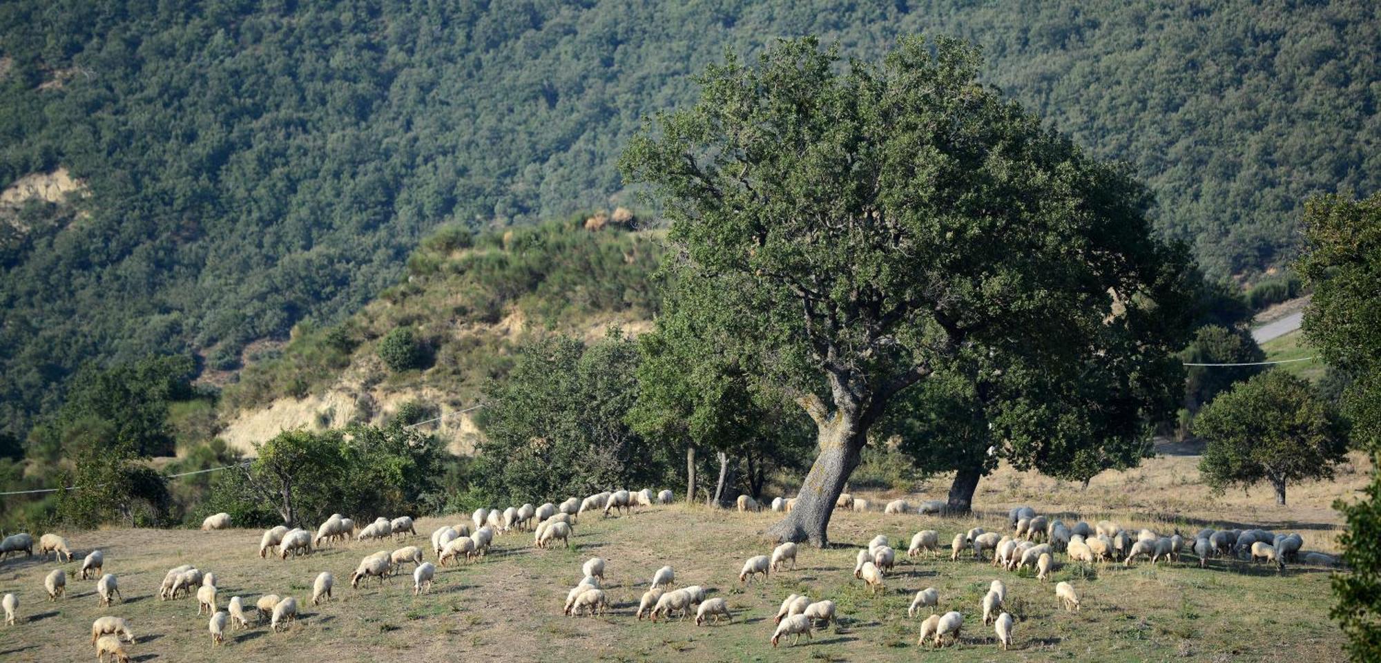 Agriturismo Masseria Castiglione Gallicchio エクステリア 写真