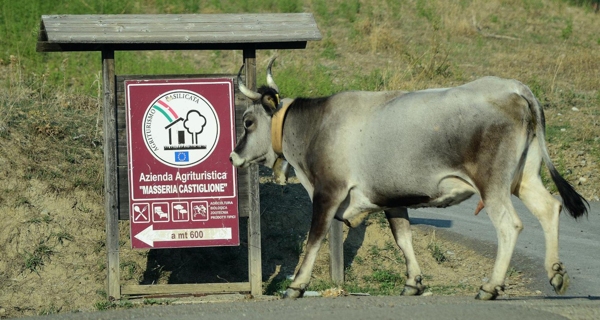 Agriturismo Masseria Castiglione Gallicchio エクステリア 写真